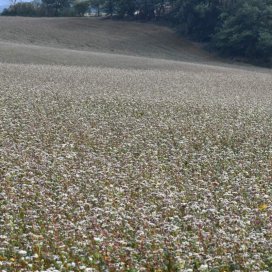 les fleurs de Sarrasin