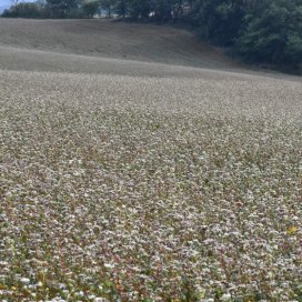 les fleurs de Sarrasin