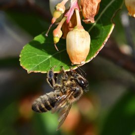 la fleur d arbousier