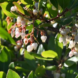 Strawberry Tree Honey