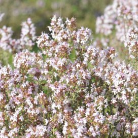 Honey Vinegar with Thyme 50cl