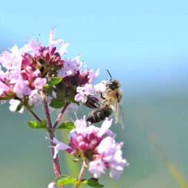 Honigessig mit Oregano 50cl