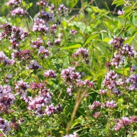 Honigessig mit Oregano 50cl