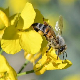 La colza és molt atractiva per a les abelles