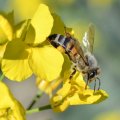 Rapeseed is very attractive to bees