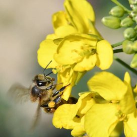 Spring Honey for spreading