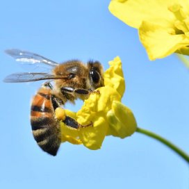 Spring Honey for spreading