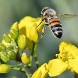 Spring Honey for spreading