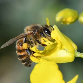 Mel de Primavera