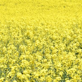 Miel de Primavera