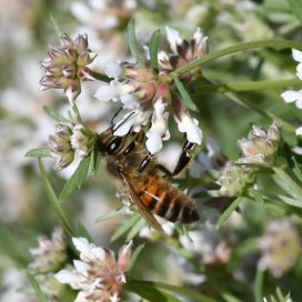 Le Dorycnium en fleurs