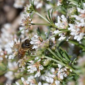 Le Dorycnium en fleurs