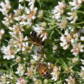 Le Dorycnium en fleurs