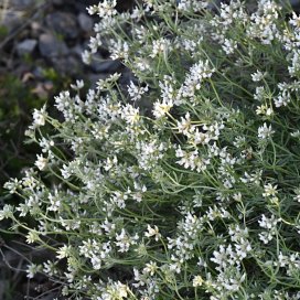 Le Dorycnium en fleurs