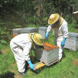 Frischer Kastanienpollen