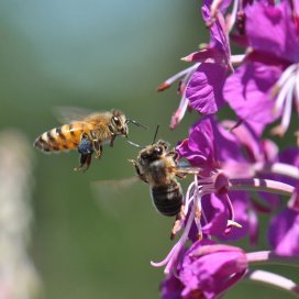 Le pollen bleu des épilobes de montagne