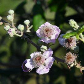 la fleur de ronces