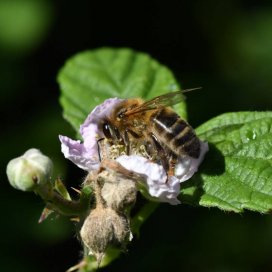 abeille sur une fleur de murier