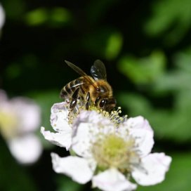 Bramble Honey