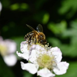 abeille sur une fleur de ronces (murier)