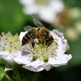 abeille sur une fleur de murier
