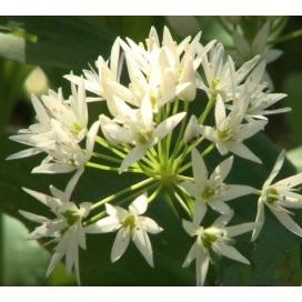 Honey Vinegar with Wild Garlic 50cl