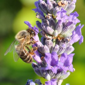 Lavender Honey