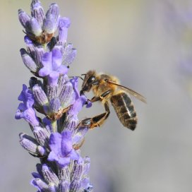 Lavender Honey