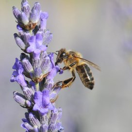 La Lavande produit un nectar très prisé par les abeilles.