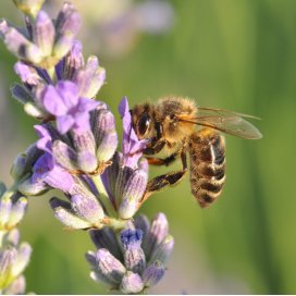 Lavender Honey