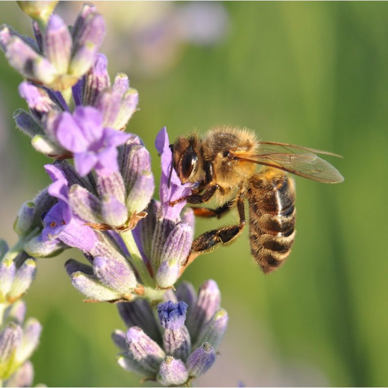 Miel de Lavande récolté en Provence par l'apiculteur - liquide, solide ou  crémeux