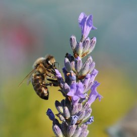 Lavender Honey