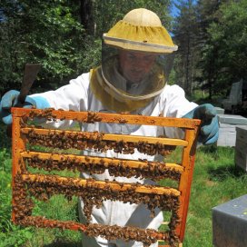 Un cadre d élévage de cellules royales