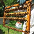 Les abeilles éleveuses