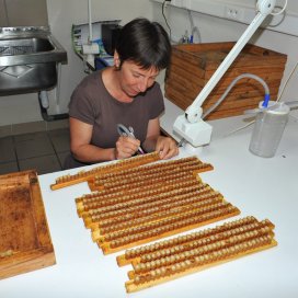 Extraction de la gelée royale des cellules par aspiration