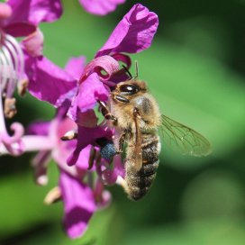 Das Weidenröschen: eine sehr attraktive Blume für Bienen