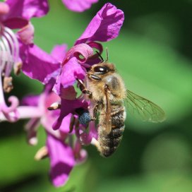 The Epilobe: a flower very attractive to bees