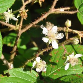 De la famille des ronces la fleur de framboisier resssemble à s'y méprandre à la fleur de mure