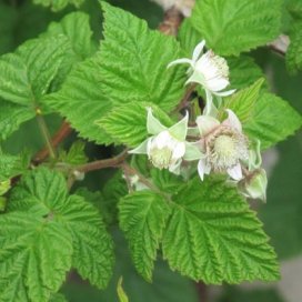 la fleur de framboisier vient de s'ouvrir et s'apprete à acceuillir les pollinisateurs