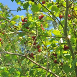 Framboises de montagne, les amateurs de confitures connaissent les bons endroits