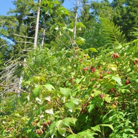 Wilde Himbeeren auf 1800m Höhe