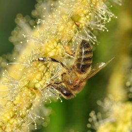 collecting pollen and nectar on the flowers of chestnut