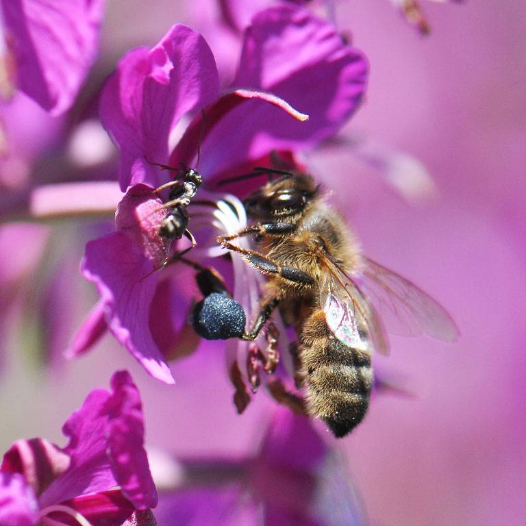 fleurs de montagne