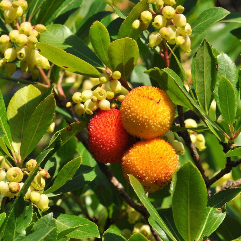 Arbousier en fruits et fleurs