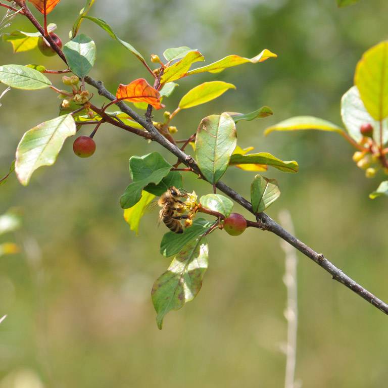 Fruits et fleurs de la bourdaine