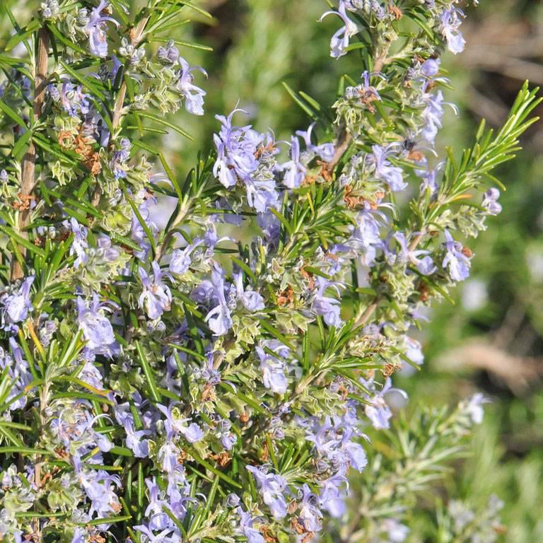 Romarin en fleurs