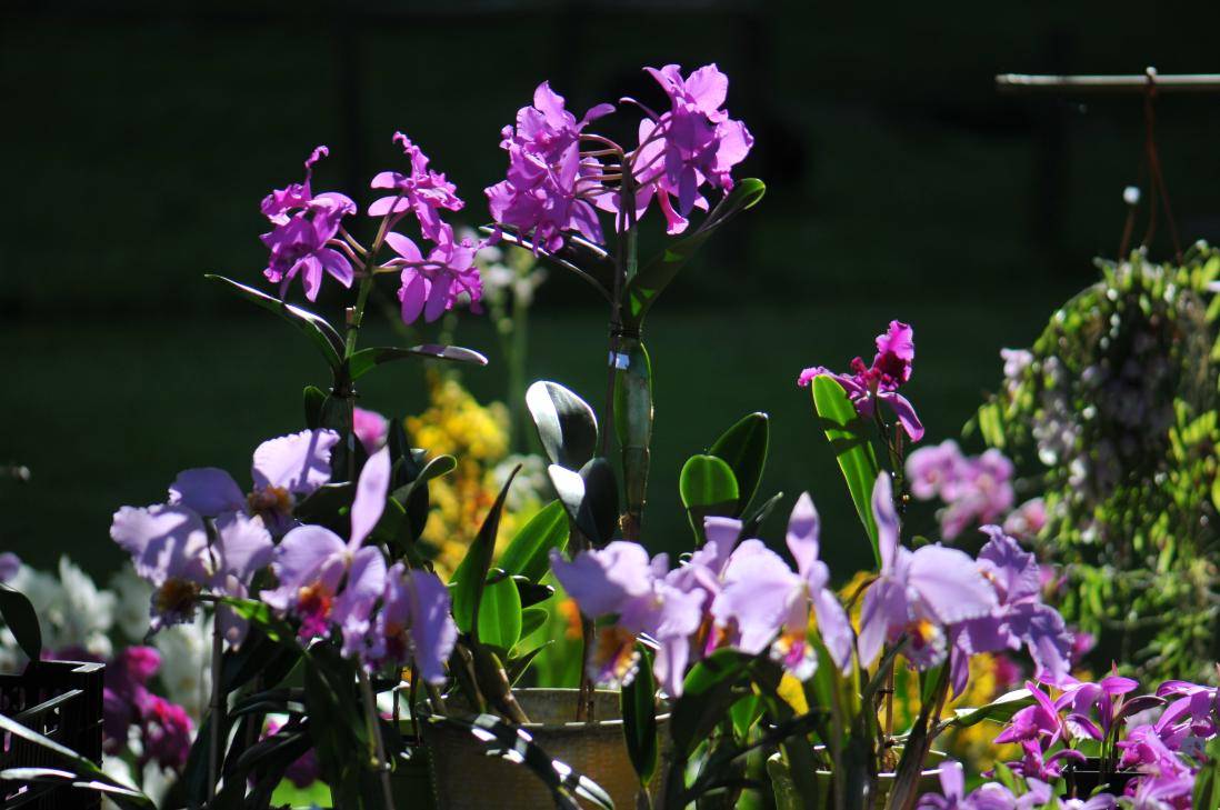 Foire de printemps a Aywiers