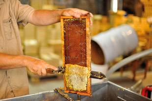 Uncapping-of-honey