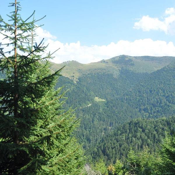 Foret Pyrénéenne