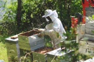 la récolte du miel